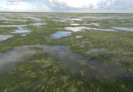 Blick über eine Seegraswiese bei bewölktem Himmel, der sich in den Wasserflächen spiegelt