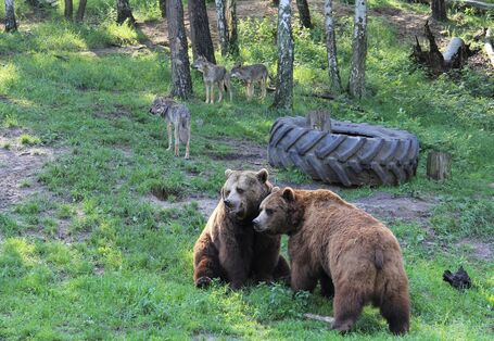 Bären und Wölfe in einem gemeinsamen Gehege