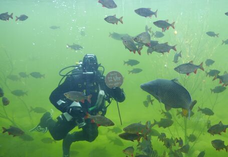 Taucher im Natur - Aquarium