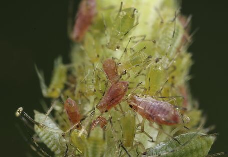 Große Rosenblattlaus
