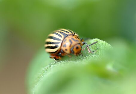 Kartoffelkäfer