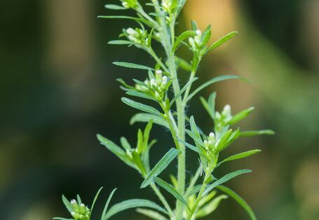 Kanadisches Berufskraut 