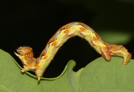 Raupe des Großen Frostspanners 