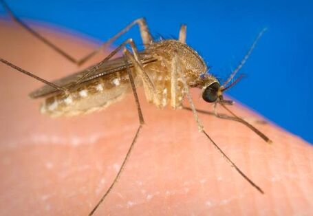 Südliche Hausmücke (Culex quinquefasciatus)