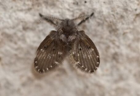 Schmetterlingsmücke