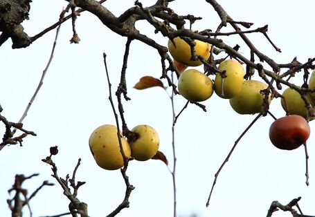 Äpfel an kahlem Zweig