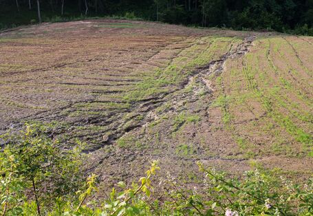 Auf dem Foto ist ein landwirtschaftlich genutzter Boden zu sehen. Dieser ist stark durch Bodenerosion, mutmaßlich im Zusammenhang mit einem Starkregenereignis, geprägt. Durch den Boden ziehen sich viele kleinere und ein großer, sandiger Riss durch den fruchtbaren Boden weggespült wurde.