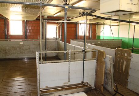 Das Foto zeigt einen leeren, mit Desinfektionsmittel behandelten, noch nassen Schweinestall. 