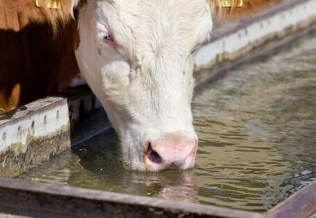 Foto eines am Tränkebecken trinkenden Rindes.