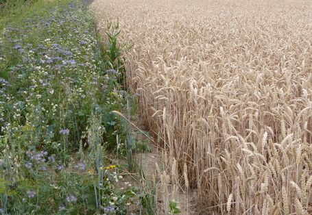 Das Bild zeigt einen Blühstreifen am Ackerrand mit Wildblumen neben einem Weizenfeld.