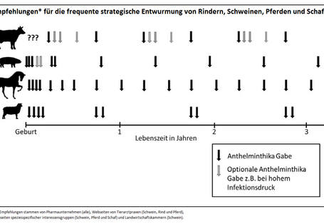 Überblicksdarstellung über die (optionale) Gabe von Anthelminthika für Kuh, Schwein, Pferd und Schaf.