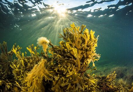 Blasentang unter Wasser.