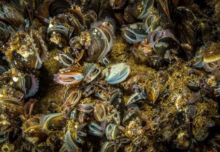 Nahaufnahme von einer Miesmuschelbank. 