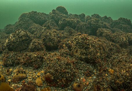 Miesmuschelbänke auf felsigem Untergrund unter Wasser.