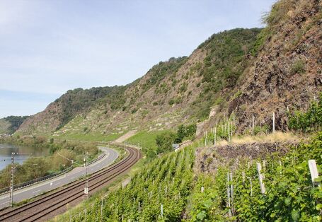 Weinreben an steilen Hängen entlang eines Flusstales