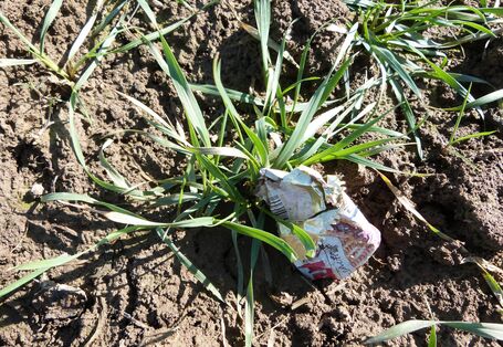 Feld mit Getreidepflanzen und Plastikabfall