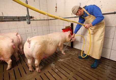 Das Bild zeigt einen weiß gekachelten Raum, in dem von einer Person in Arbeitskleidung mit Schürze und Gummistiefeln, die trächtigen Sauen abgeduscht werden.