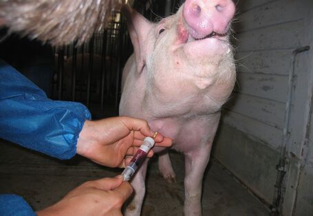 Foto: Person entnimmt einem Schwein Blut am Hals