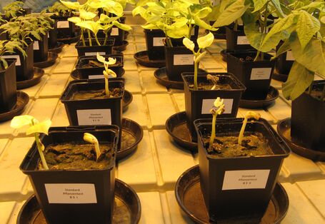 Terrestrischer Pflanzentest nach OECD 208 (Seedling Emergence and Seedling Growth Test) mit der Gartenbohne (Phaseolus vulgaris) im Labor.