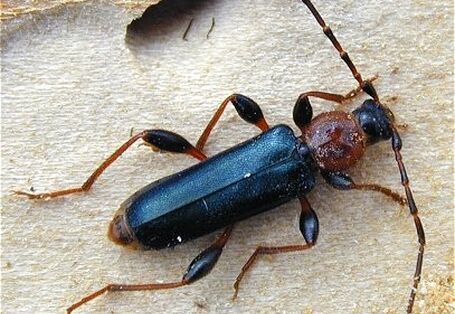 Variabler Schönbock