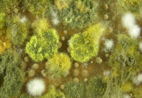 mould