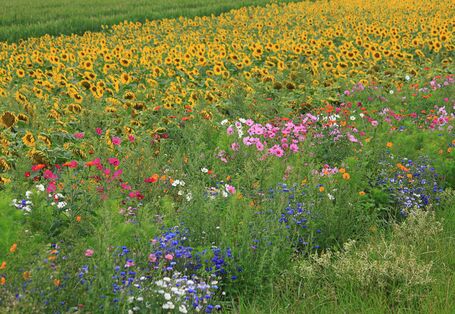 Meadow with different blossoming flowers