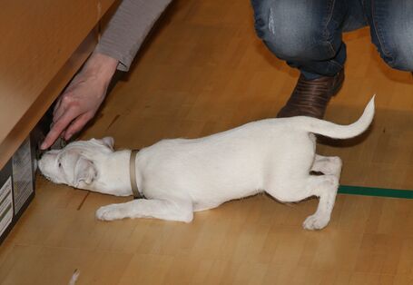 Ein Hund schnuppert an einer Sockelleiste.