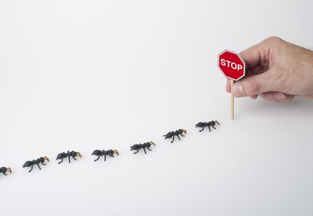 Ameisen werden gestoppt