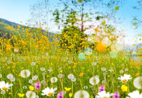 colourful flowering summer meadow