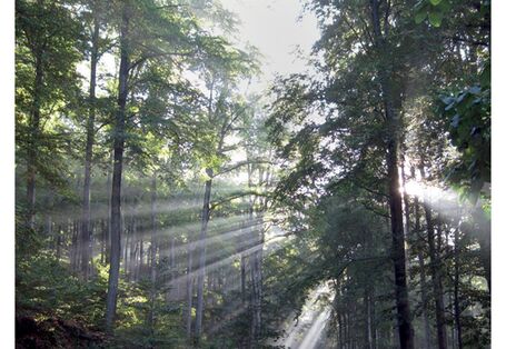 Cover von "Anpassung an den Klimawandel: Forstwirtschaft" mit einem Foto eines Laubwaldes, durch den Sonnenstrahlen durch die Bäume filtern