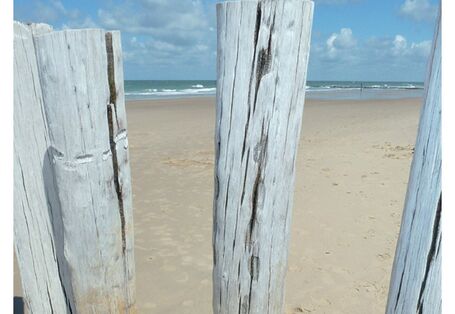 Cover von "Anpassung an den Klimawandel: Küstenschutz", Titelfoto: Strand mit einer Reihe senkrecht eingegrabener Stämme gegen Erosion