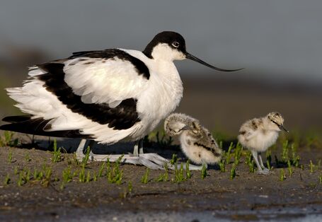 Vogel mit einem langen dünnen Schnabel am Strand