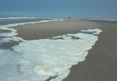 Schaum der abgestorbenen Schaumalgen am Strand