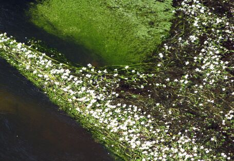 flutender Hahnenfuss