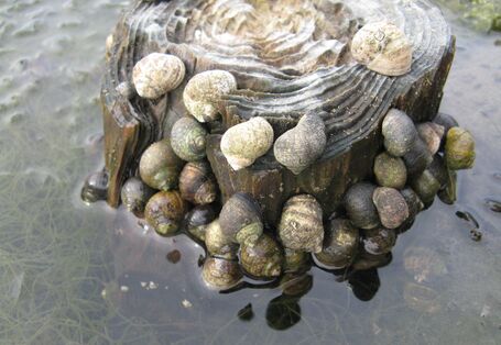 Strandschnecken an einem Pfahl im Wasser