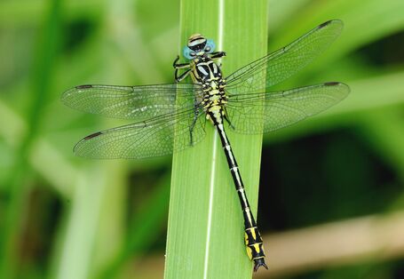 Eine Libellenart genannt Asiatische Keiljungfer