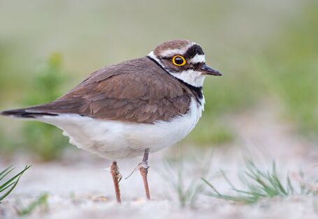 schwarz-braun gefiederter Vogel genannt Flussregenpfeifer