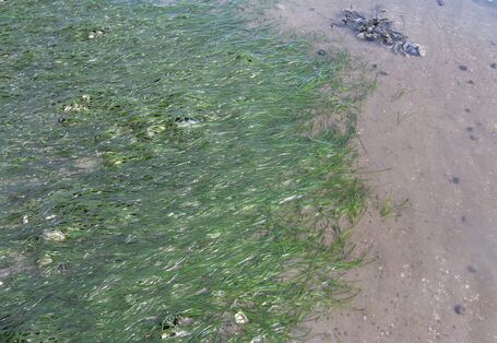 kurze grassähnliche Pflanzen