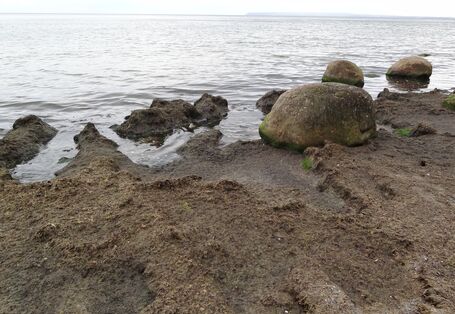 Am Strand von Kap Arkona eine große Fläche mit Algenmatten belegt