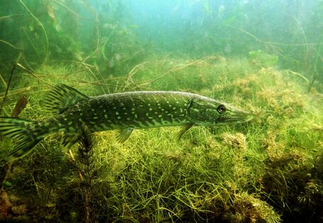 schwimmender Hecht durchs Gewässer