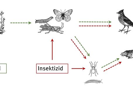 Das Bild zeigt direkte und indirekte Auswirkungen von Pflanzenschutzmitteln, zB auf Vögel, Fledermäuse und Pflanzen.