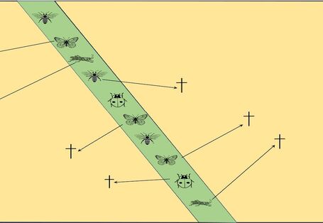 Das Bild zeigt, wie Insekten von schmalen Randstreifen auf Äcker einwandern und dann sterben.