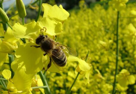 Das Bild zeigt eine Biene auf gelben Rapsblüten.