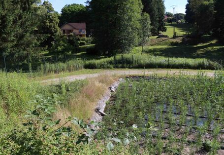There is an exemplary constructed wetland: a field of plants in water. Behind is a house and trees.
