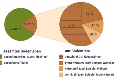 Anteil der Bodenlebewesen gemessen am Gewicht