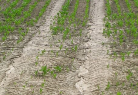 Photo of sugar beet with soil erosion