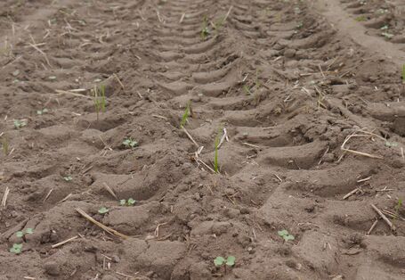 Photo of a tyre track on an arable.