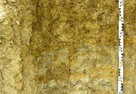 Das Bodenprofil einer Pararendzina mit humosem Oberboden und steinigem Unterboden.