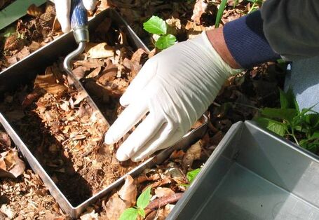 Photo of sampling in the forest.
