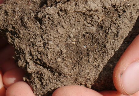 Soil in a child's hand